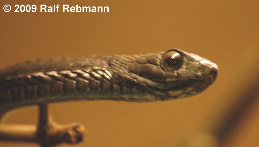 Dispholidus typus Bild05